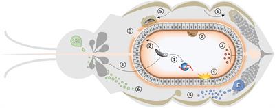 Non-immune Traits Triggered by Blood Intake Impact Vectorial Competence